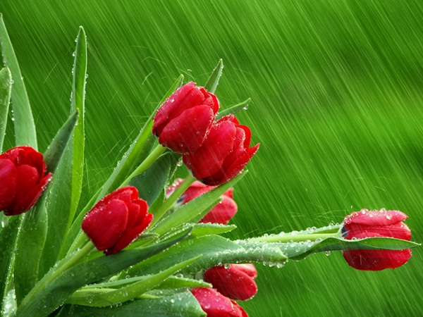 flower-in-rain-3