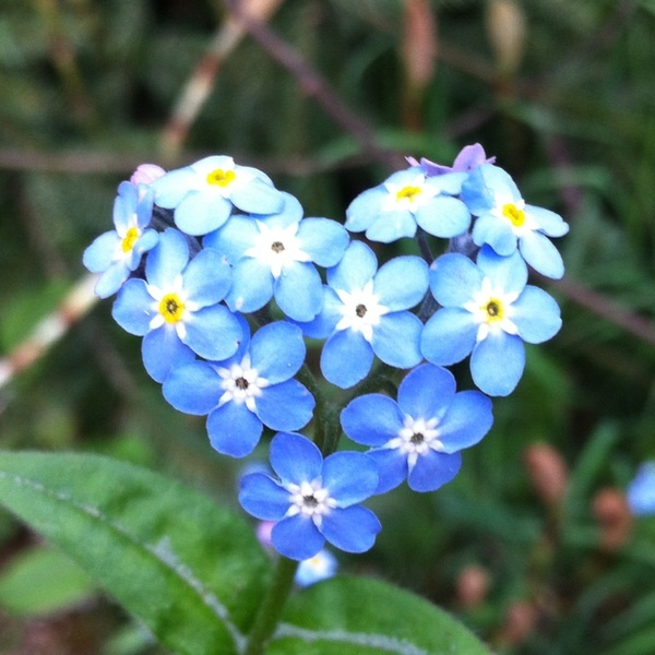forgetmenot2