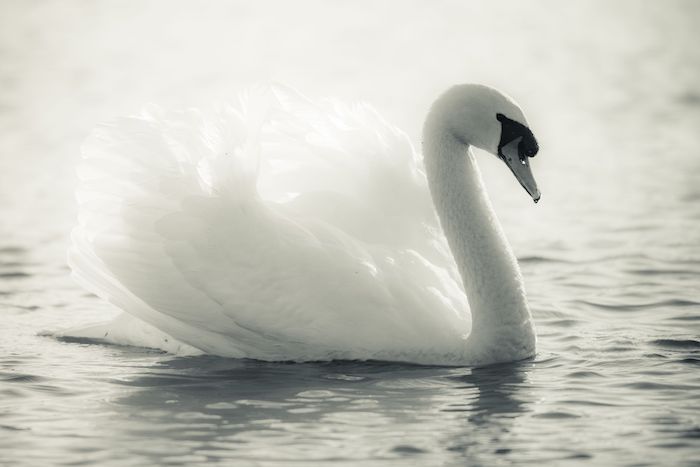 13874919 - graceful swan on a lake in black and white