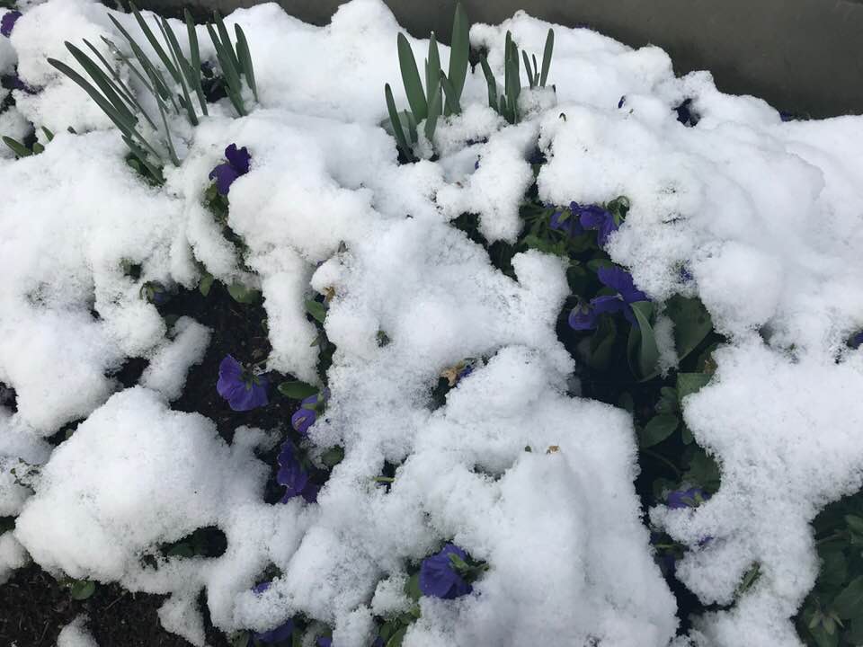 28058796_10211586902443222_5011752713012318_n