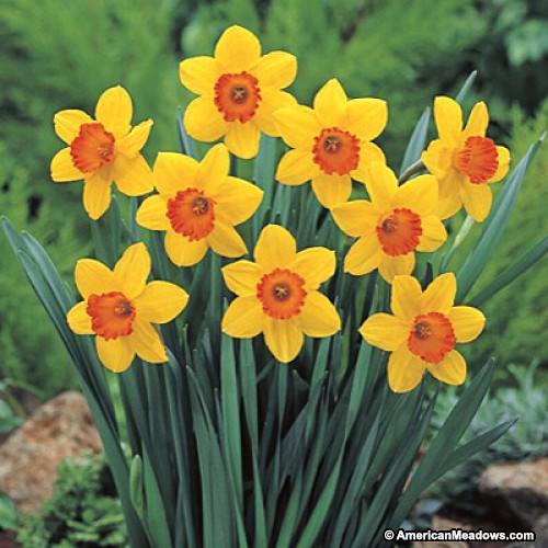 daffodilscarletohara
