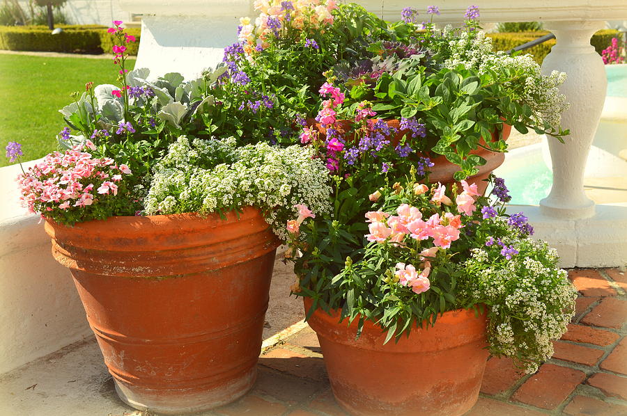 potted-flowers-linda-covino